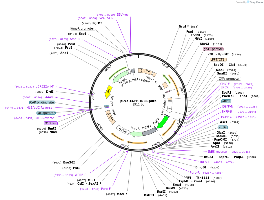 128652-plasmid-map-sequence-id-320737