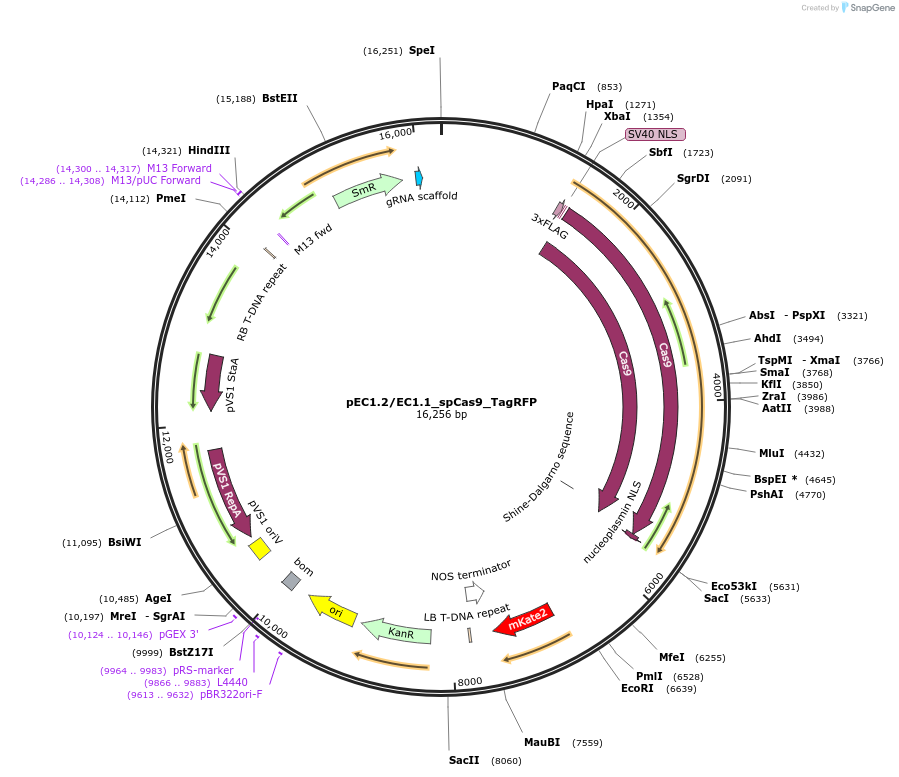 161934-plasmid-map-sequence-id-320739