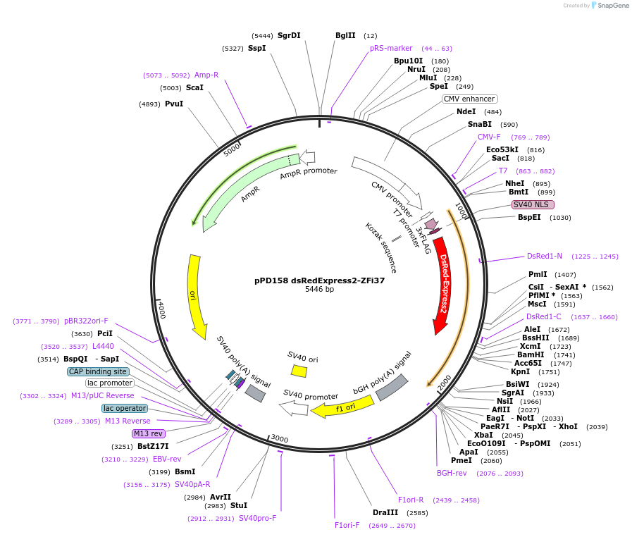 138797-plasmid-map-sequence-id-320740