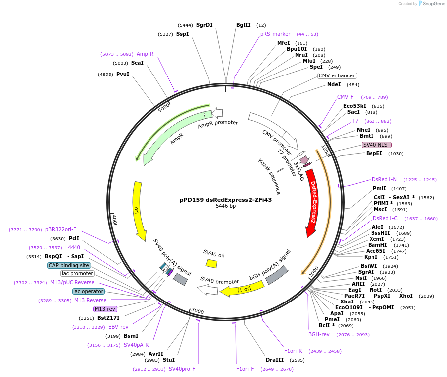 138799-plasmid-map-sequence-id-320743
