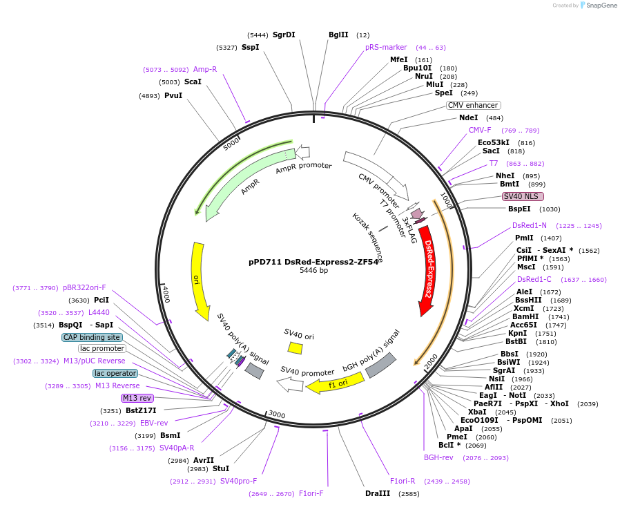 138800-plasmid-map-sequence-id-320744