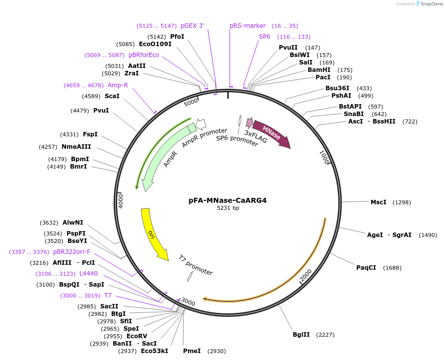 162463-plasmid-map-sequence-id-320745