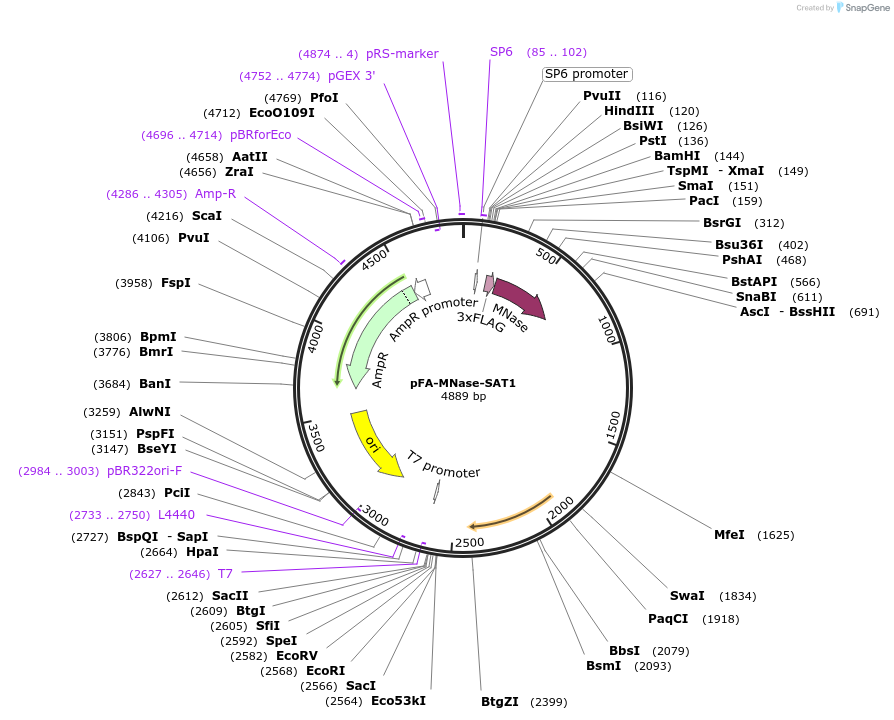 162465-plasmid-map-sequence-id-320746