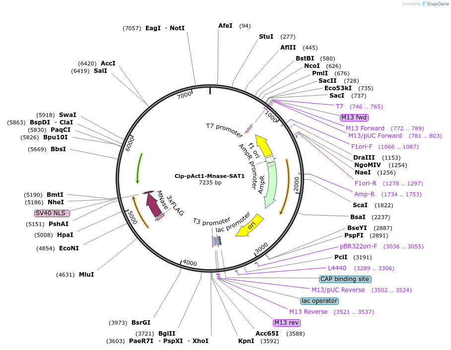 162557-plasmid-map-sequence-id-320749