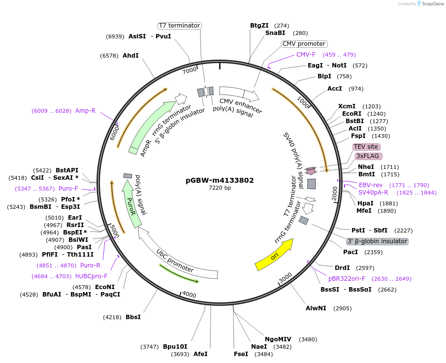 152925-plasmid-map-sequence-id-320751