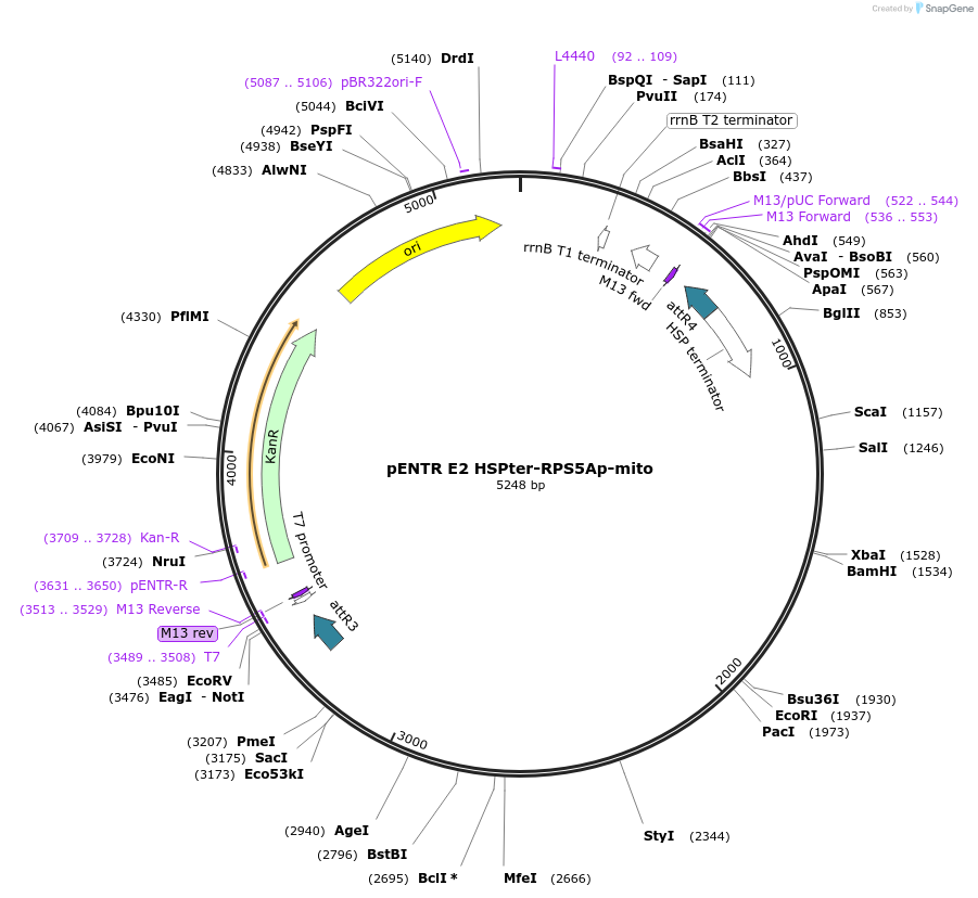 163146-plasmid-map-sequence-id-320768