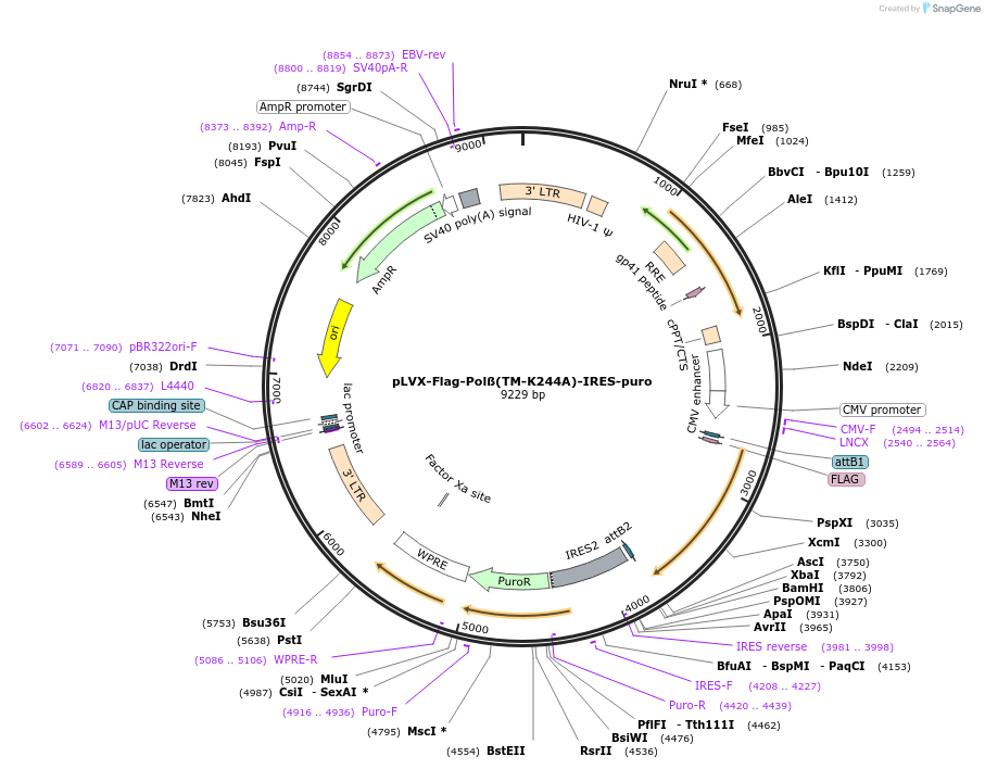 128680-plasmid-map-sequence-id-320775
