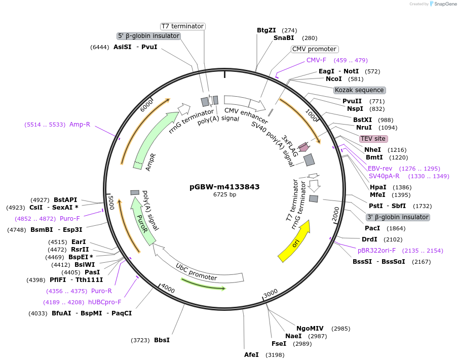 152781-plasmid-map-sequence-id-320777