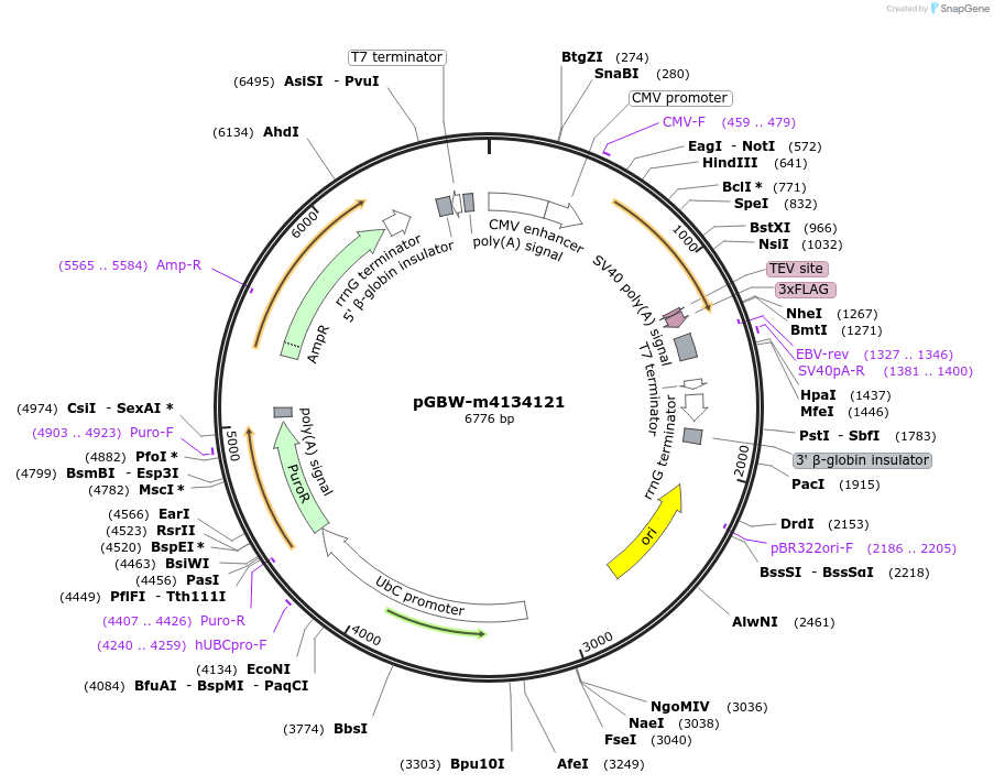 152271-plasmid-map-sequence-id-320778