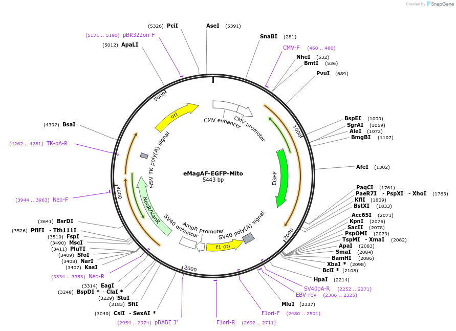 162243-plasmid-map-sequence-id-320783