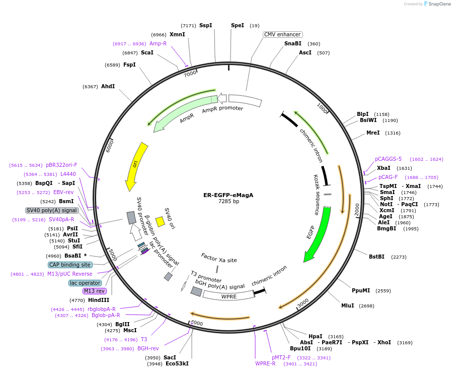 162245-plasmid-map-sequence-id-320791