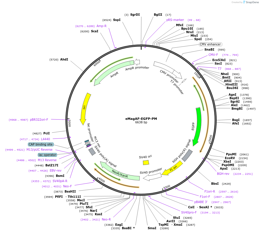 162247-plasmid-map-sequence-id-320793