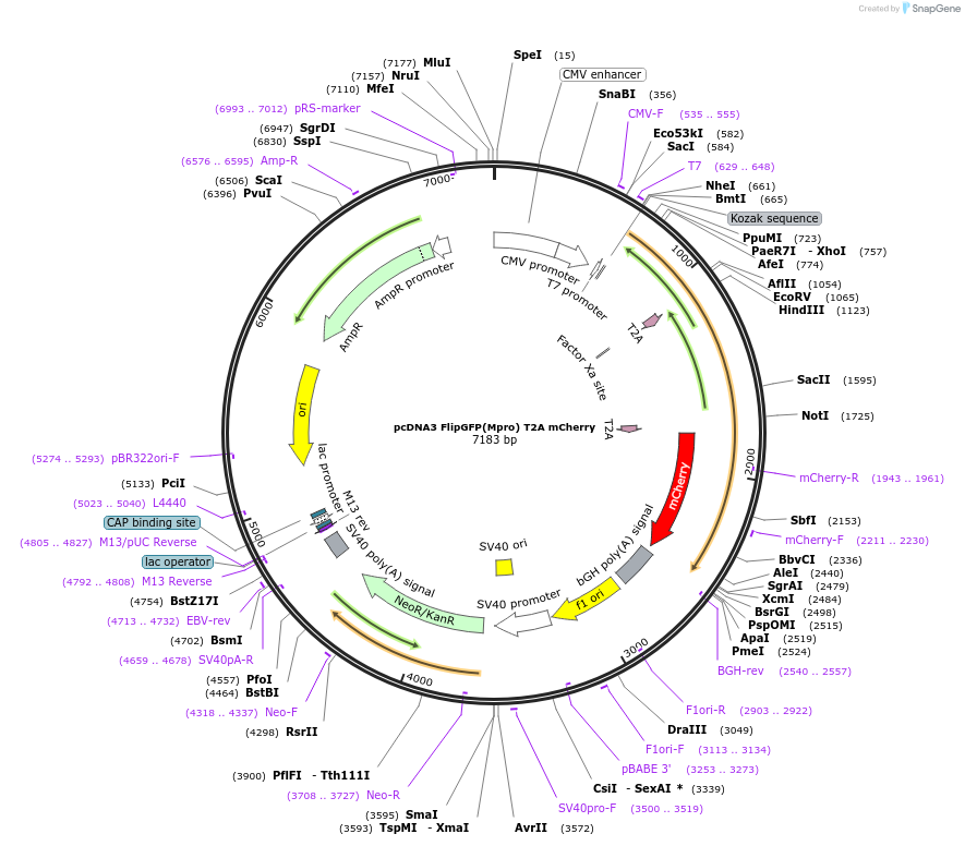 163078-plasmid-map-sequence-id-320823