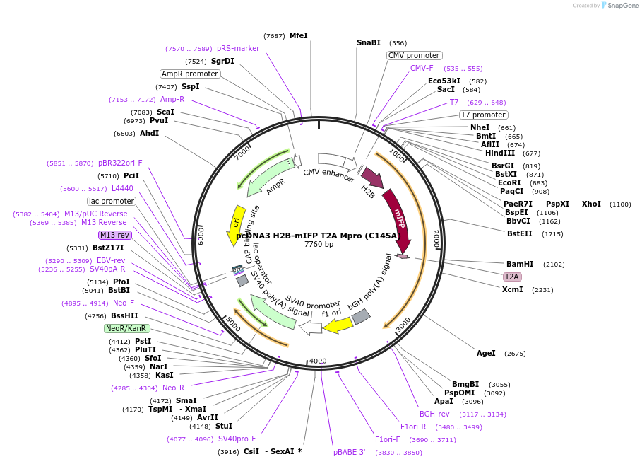 163080-plasmid-map-sequence-id-320827