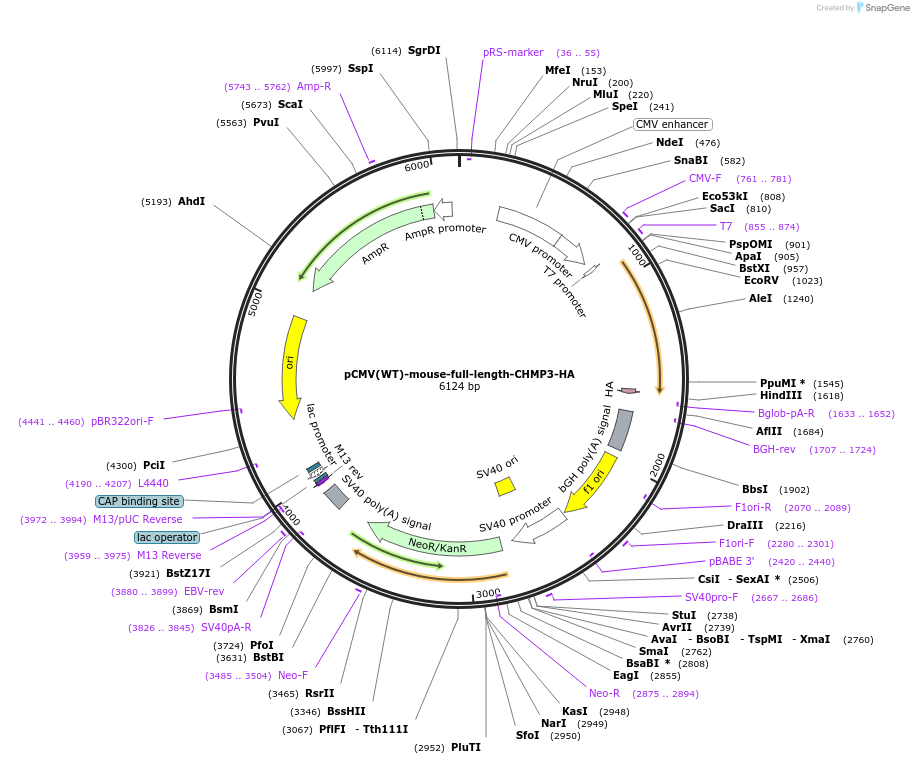 154175-plasmid-map-sequence-id-320832