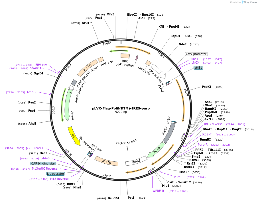 128672-plasmid-map-sequence-id-320833