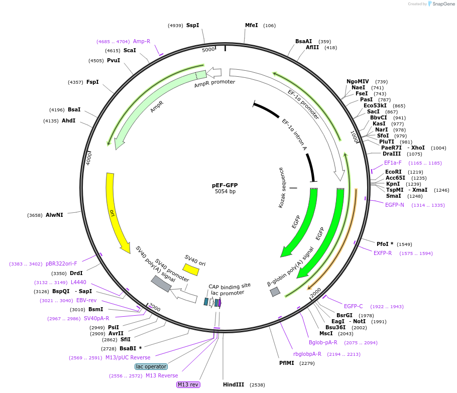 11154-plasmid-map-sequence-id-320837