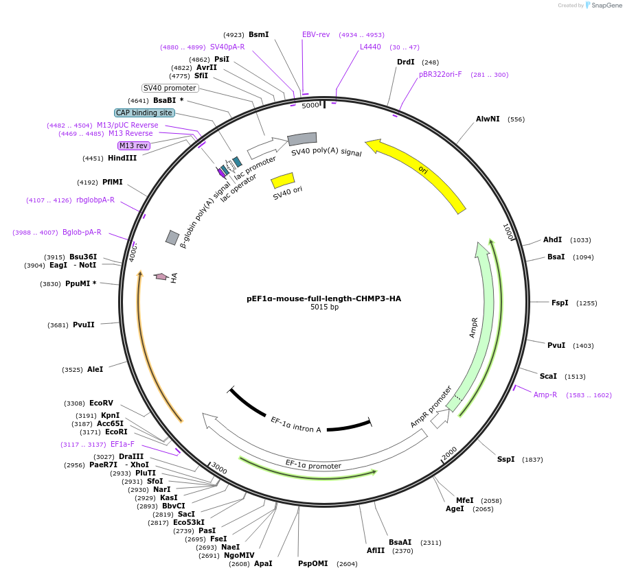 154176-plasmid-map-sequence-id-320839
