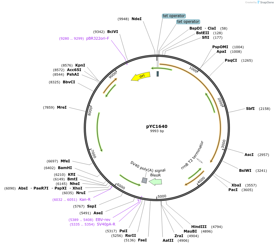 158719-plasmid-map-sequence-id-320840