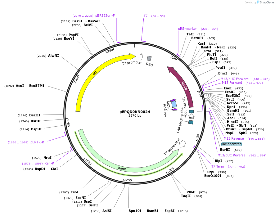 162281-plasmid-map-sequence-id-320849