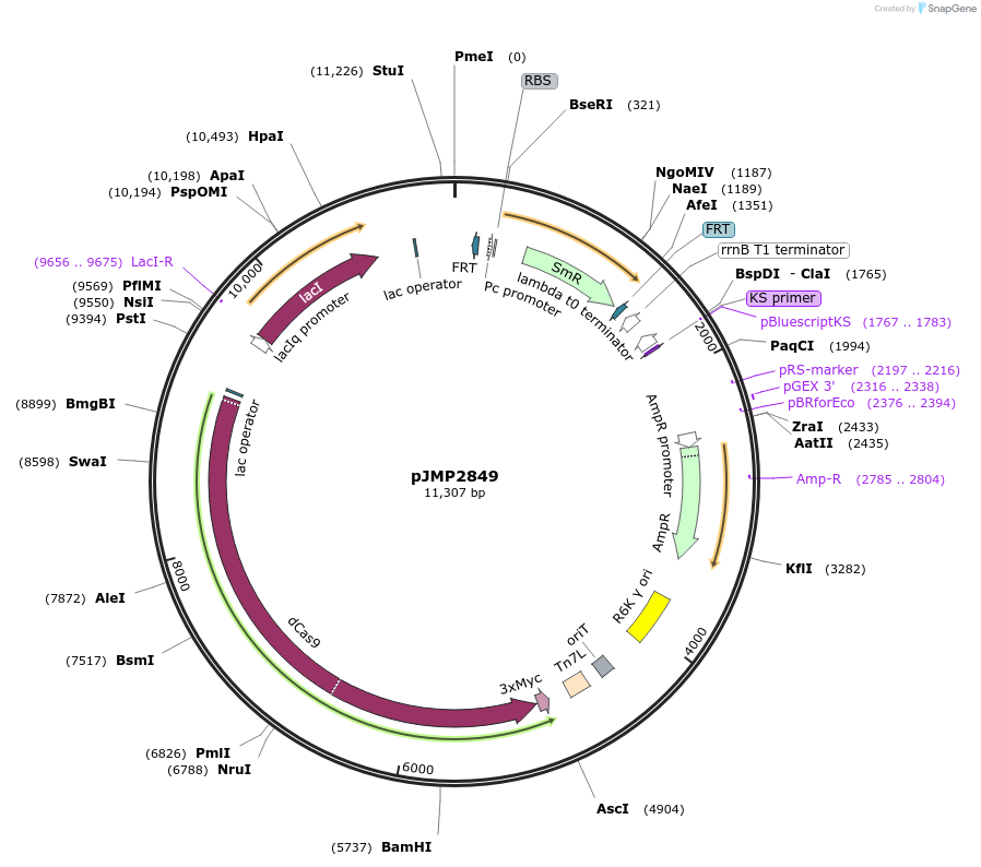 160677-plasmid-map-sequence-id-320852