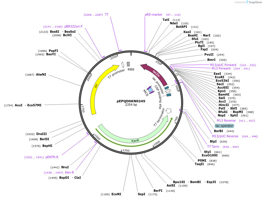 162284-plasmid-map-sequence-id-320855