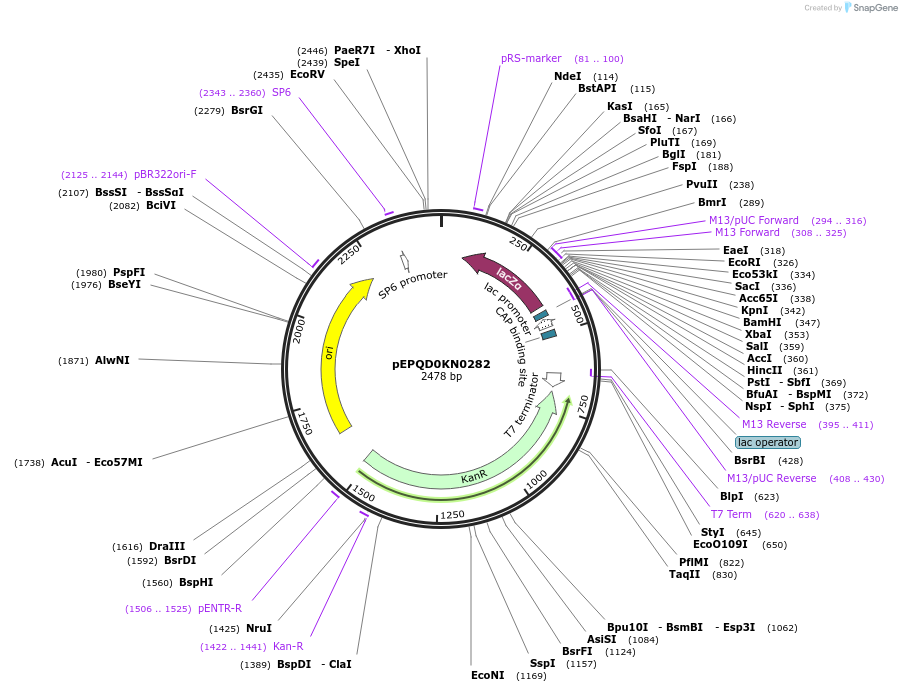 162287-plasmid-map-sequence-id-320856