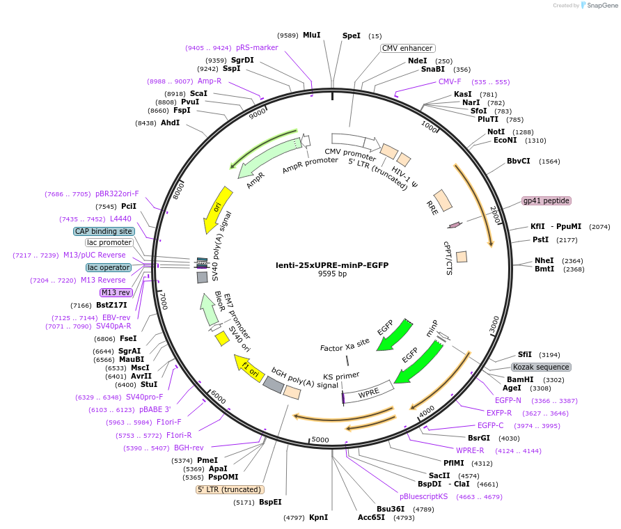 159668-plasmid-map-sequence-id-320857