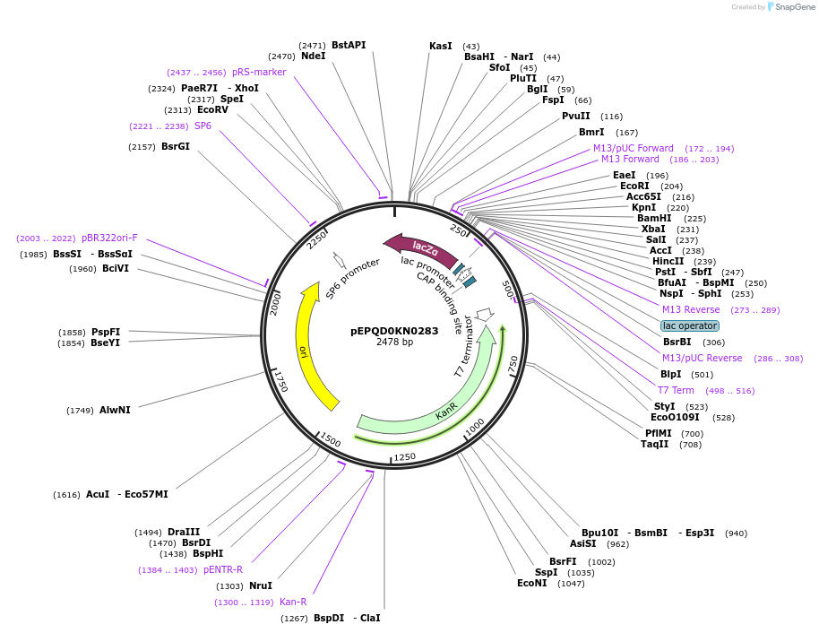 162288-plasmid-map-sequence-id-320858