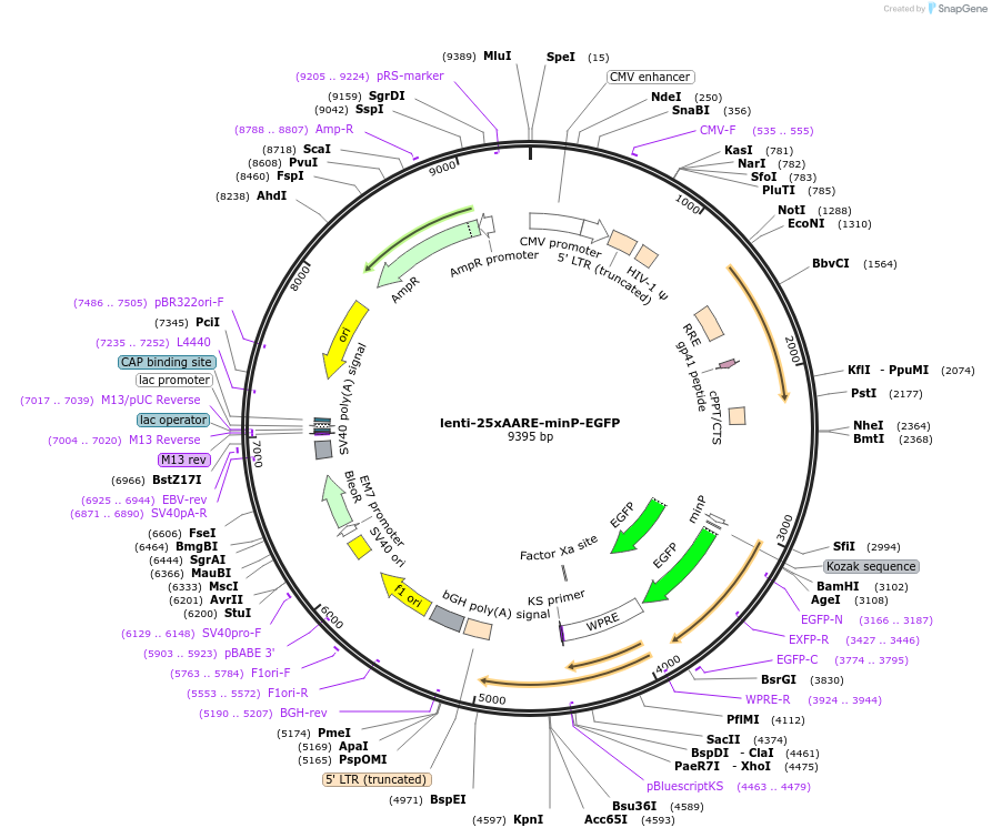 159666-plasmid-map-sequence-id-320860
