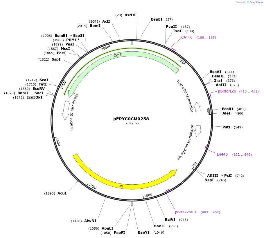162291-plasmid-map-sequence-id-320861