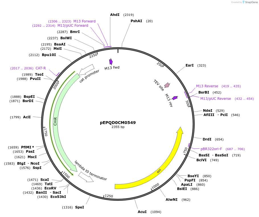 162300-plasmid-map-sequence-id-320864