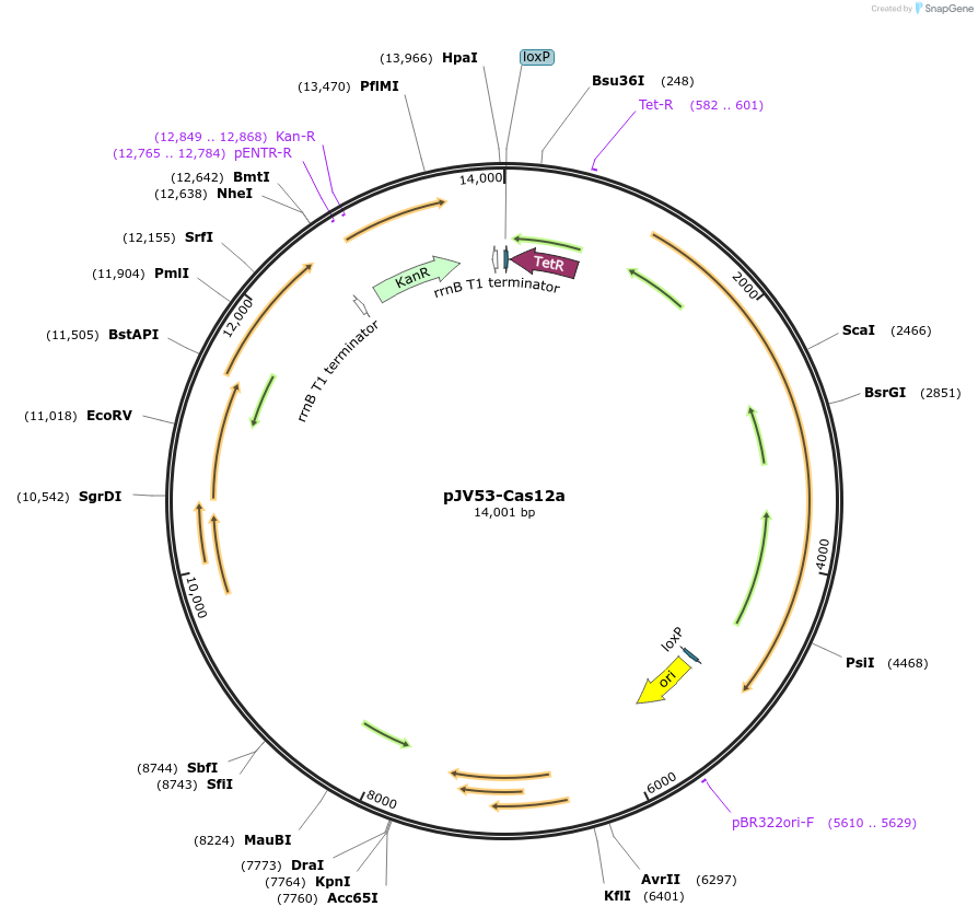 158706-plasmid-map-sequence-id-320865