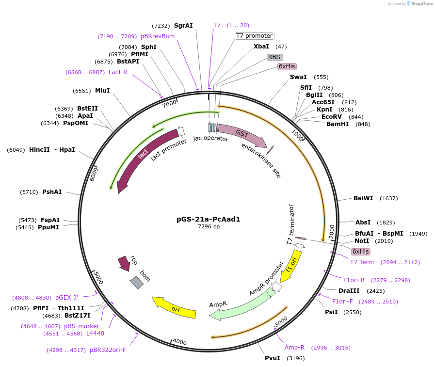 163039-plasmid-map-sequence-id-320871