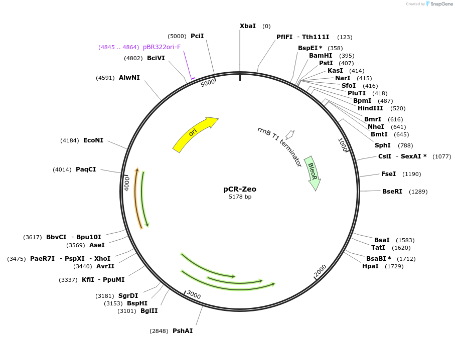 158709-plasmid-map-sequence-id-320874