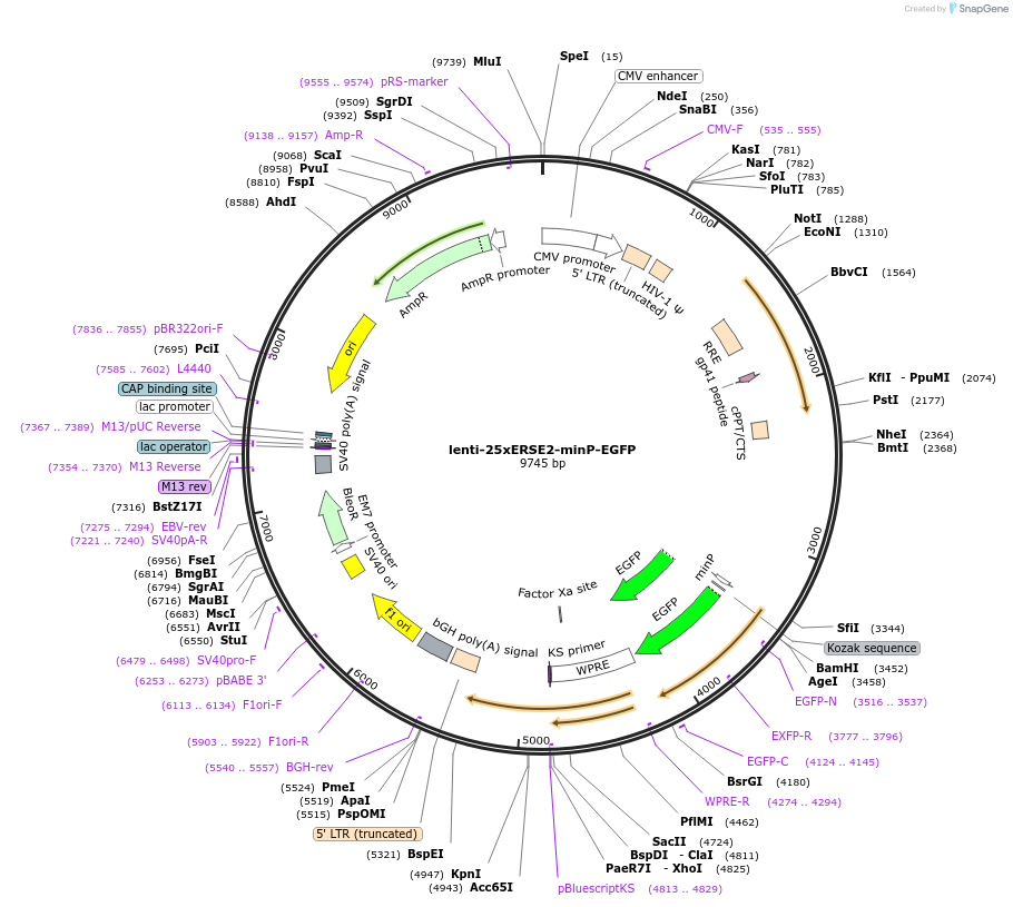 159667-plasmid-map-sequence-id-320875
