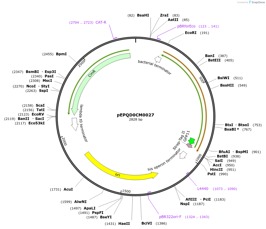 162309-plasmid-map-sequence-id-320883