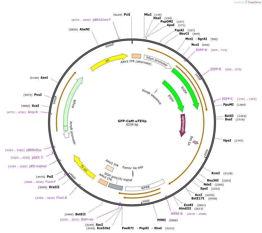 163032-plasmid-map-sequence-id-320887