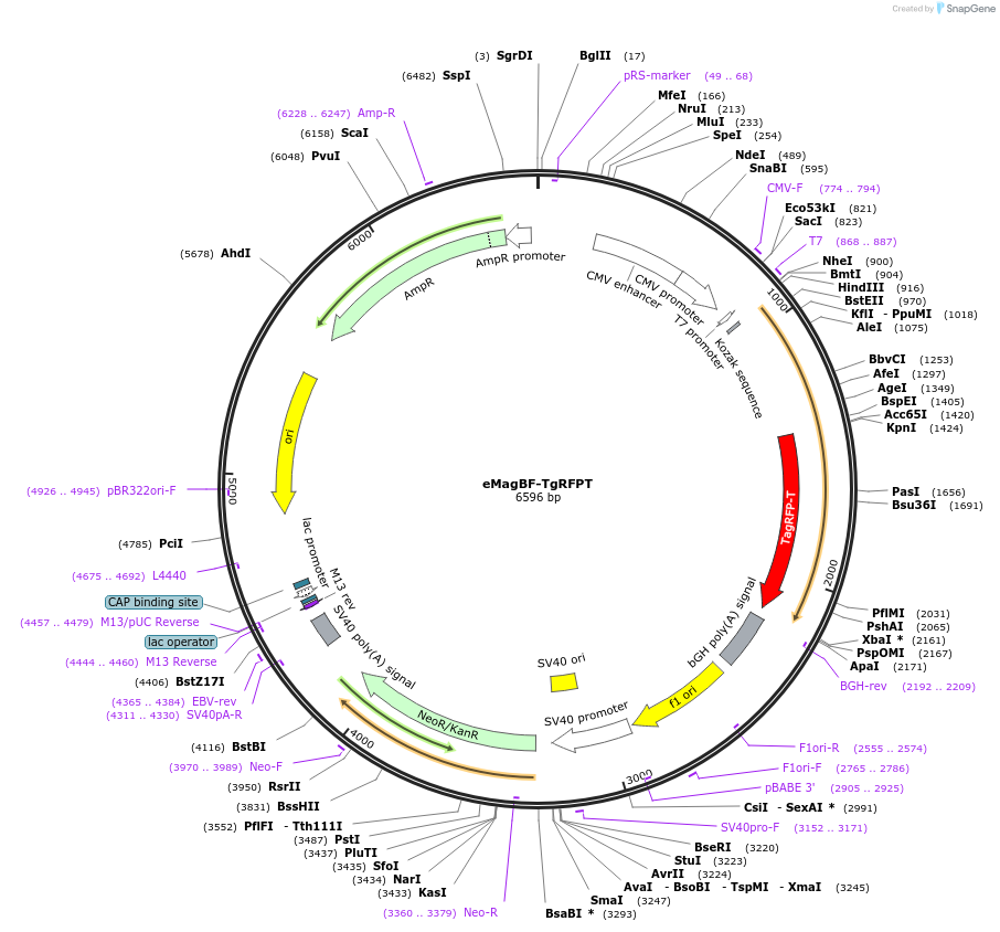 162253-plasmid-map-sequence-id-320891