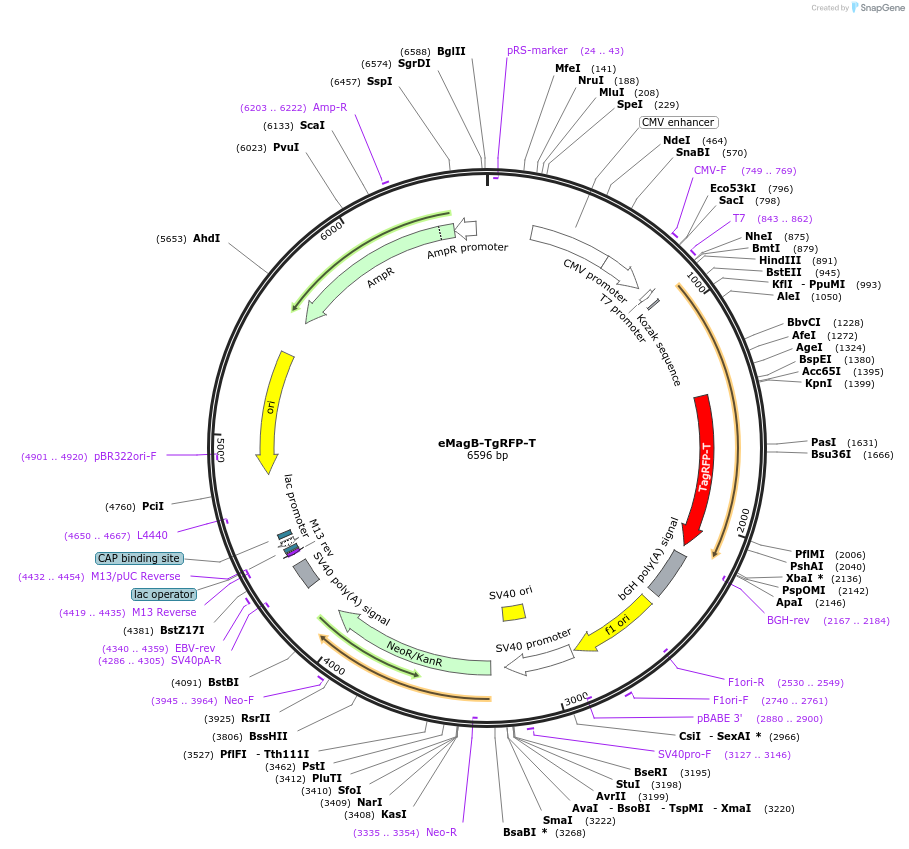 162252-plasmid-map-sequence-id-320892