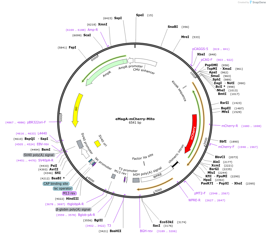 162251-plasmid-map-sequence-id-320893