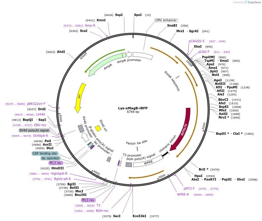 162249-plasmid-map-sequence-id-320894