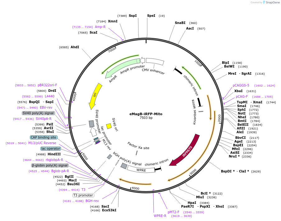 162250-plasmid-map-sequence-id-320897