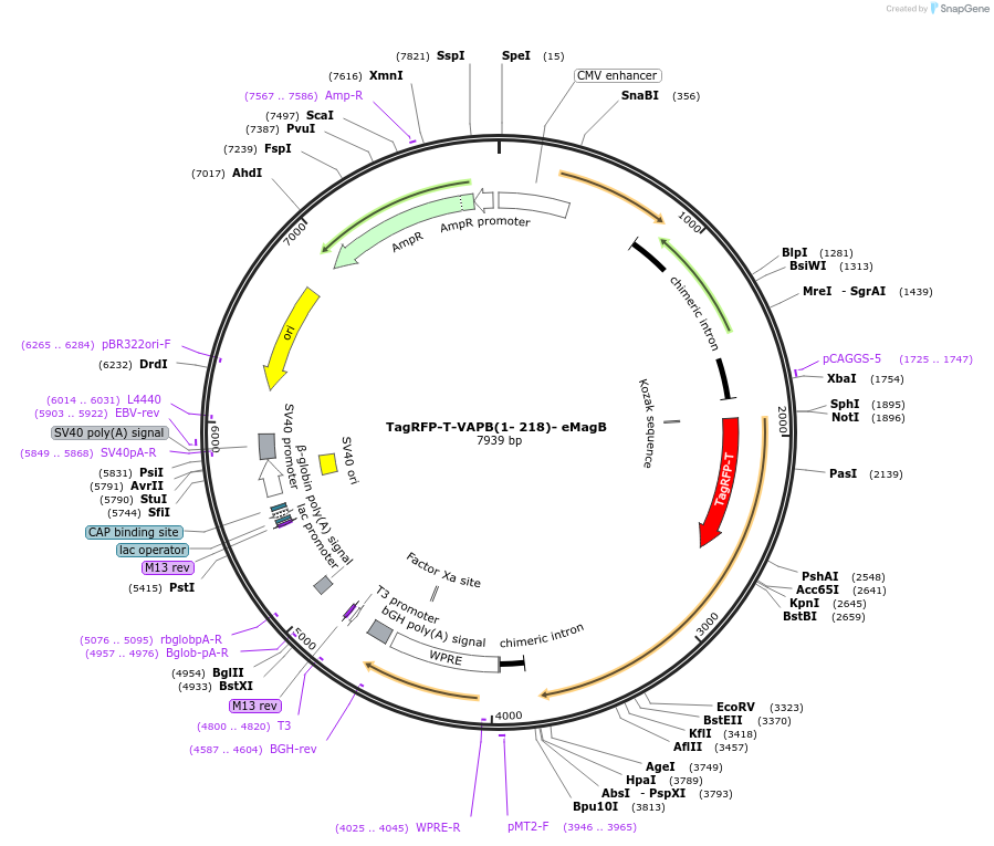 162255-plasmid-map-sequence-id-320899