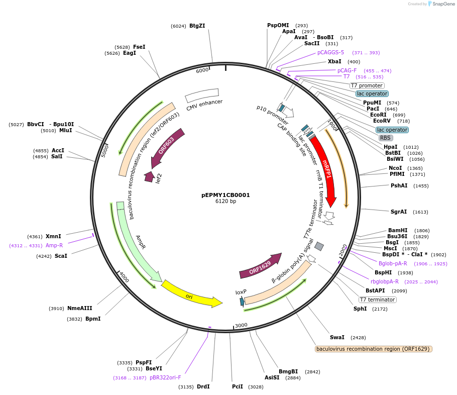 162317-plasmid-map-sequence-id-320901