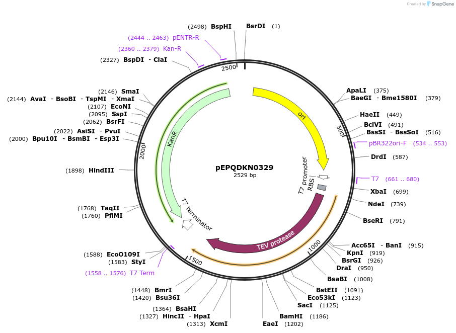 162315-plasmid-map-sequence-id-320904
