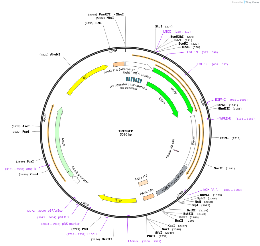 163036-plasmid-map-sequence-id-320935