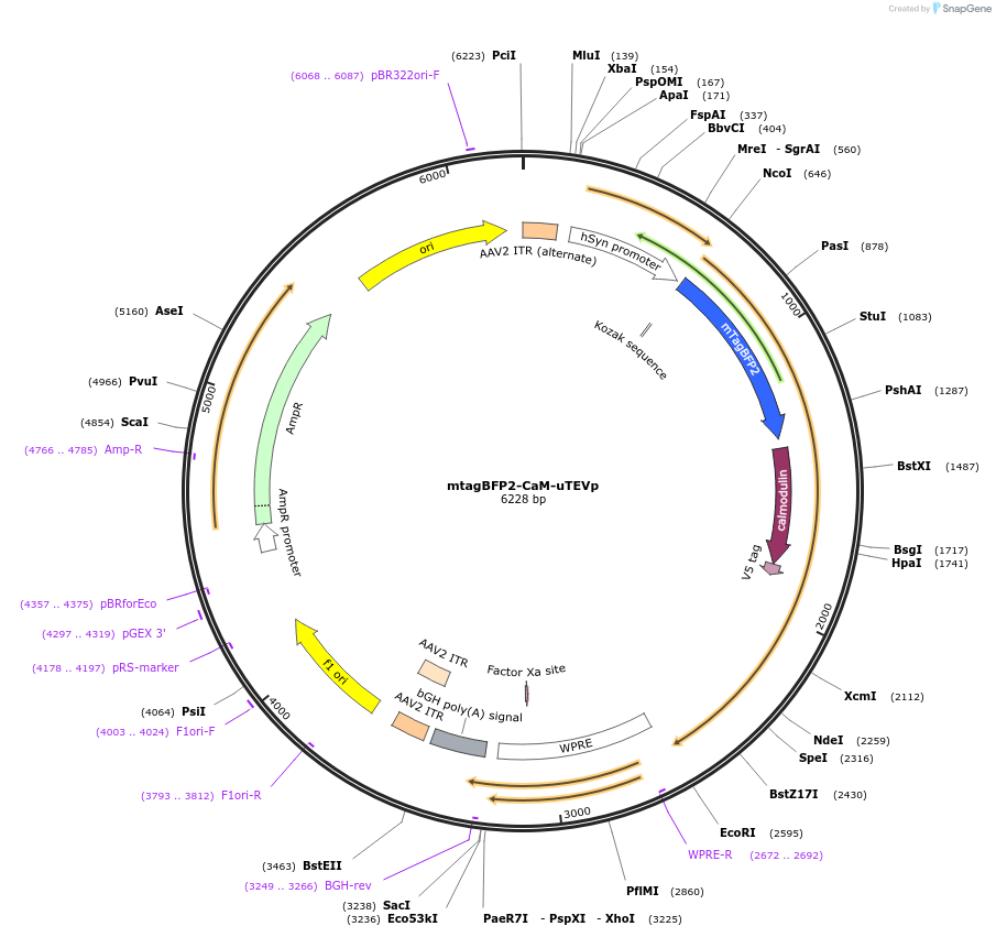 163033-plasmid-map-sequence-id-320936