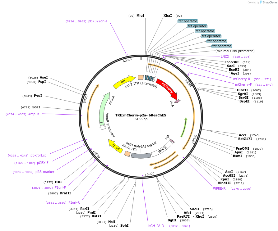 163037-plasmid-map-sequence-id-320939