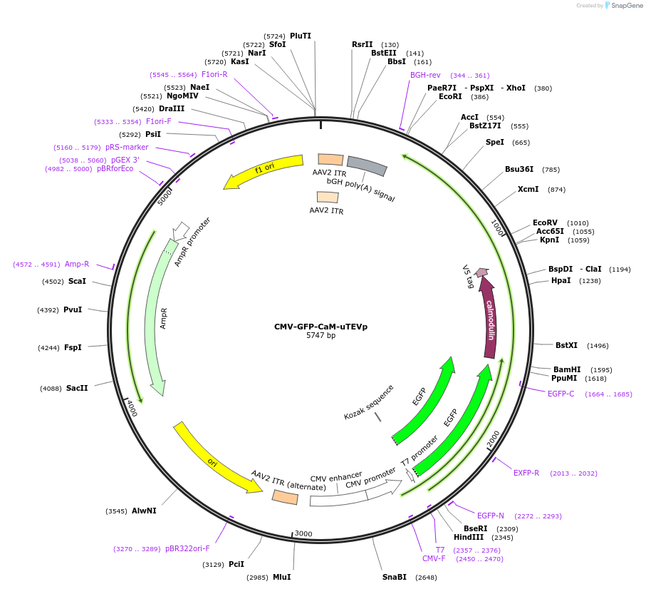 163028-plasmid-map-sequence-id-320941